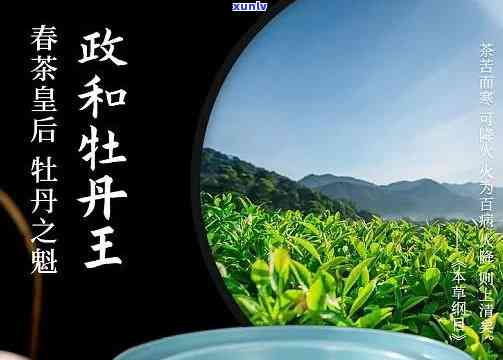 牡丹王茶叶产地货源是哪里，探寻牡丹王茶叶的源头：揭秘其产地和货源信息