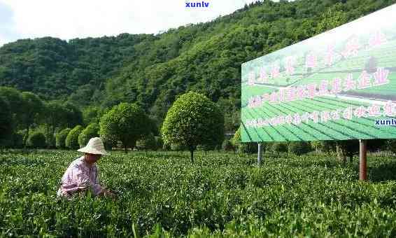 陕西安茶叶产业园-陕西安茶叶产业园地址