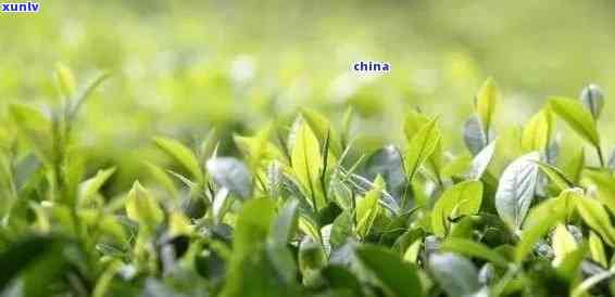 锦上添花茶叶：由何种茶原料制成？