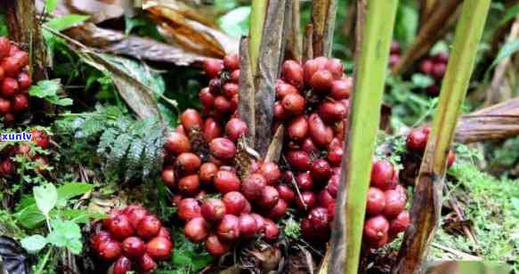 草果地普洱茶，探索云南特色：草果地普洱茶的魅力与品尝指南