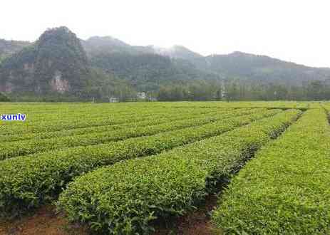 牌普洱茶军供，勐海县古茶树茶叶出品的高品质茶叶