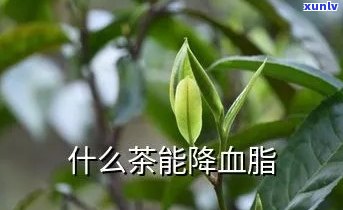 哪种茶叶降血脂好用一点？比较分析不同茶叶的降脂效果