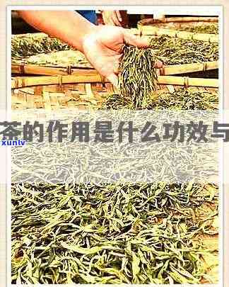 清茶叶的功效与作用-清茶叶的功效与作用及禁忌