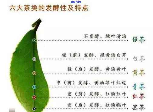 全面了解茶叶的药理作用与功效及其禁忌