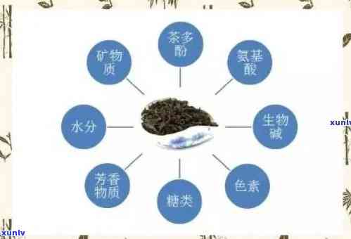 探究茶叶的药理：揭示其药理作用与保健功效