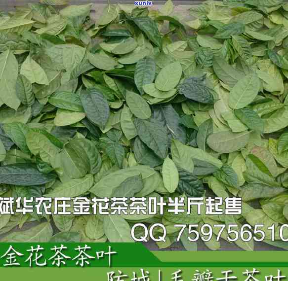 茶叶药用功效与作用-茶叶药用功效与作用是什么