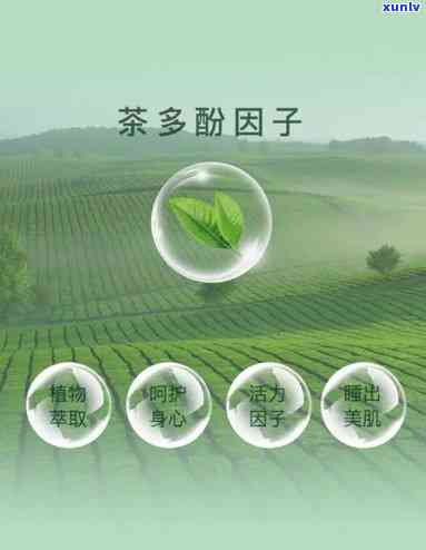 茶叶因子功效及应用研究，揭示茶叶因子的神奇功效与多元化应用：一深入研究