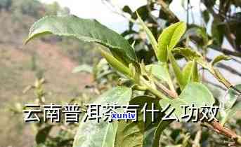 大栗树茶：好处、功效与注意事