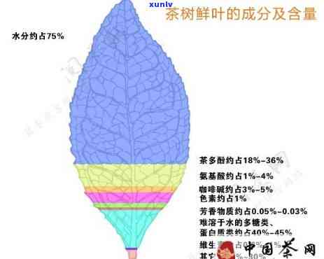 探究茶叶中茶多酚的药理作用：揭示其健益处与医学应用