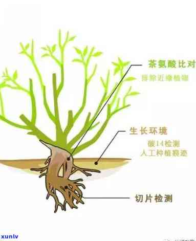 探究茶叶树根对人体的作用：全方位解析其健益处