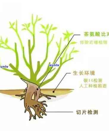 探究茶叶树根对人体的作用：全方位解析其健益处