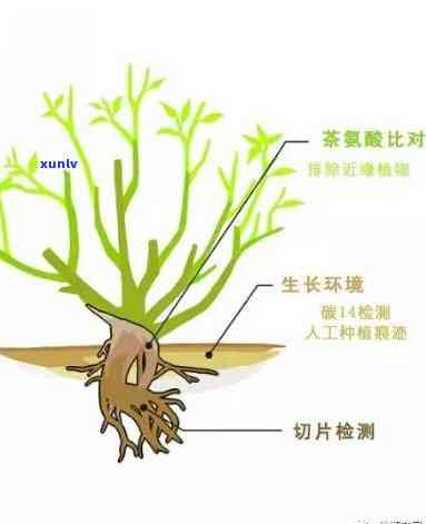 茶叶树根熬水喝有吗？专家解析是否会中