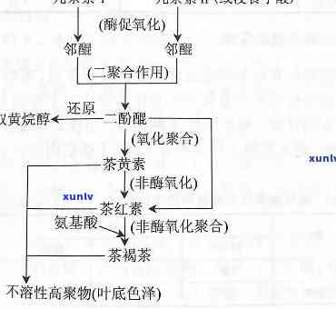 茶叶加工中酶的应用领域，探索茶叶加工中的酶应用领域