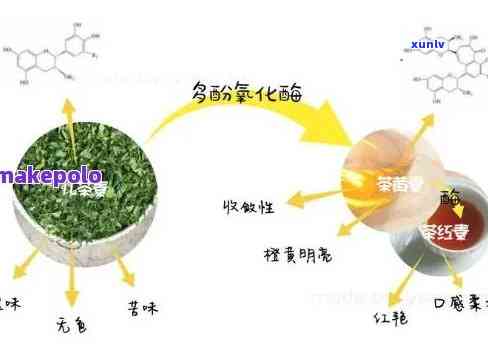 酶在茶叶加工中的应用和发展，探索酶在茶叶加工中的重要应用与未来发展