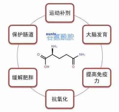 谷氨酸对人体的作用：全面解析