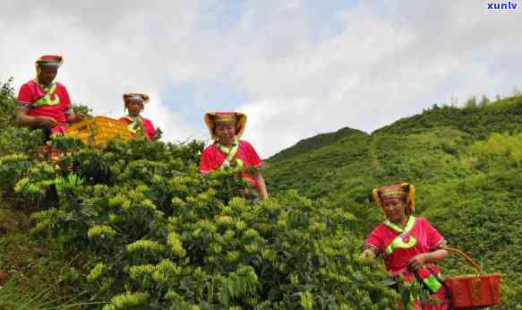 茶叶的工艺流程：从采摘到泡制，全程图解与机械设备解析