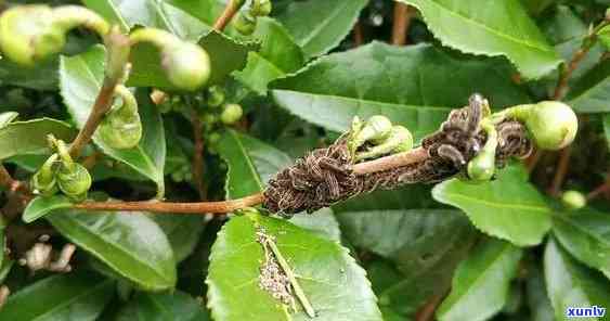 哪些虫子对茶叶有益？探索茶园里的益虫