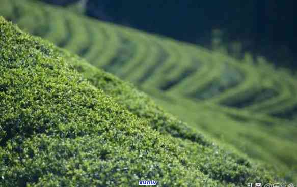 茶叶的经济价值，探讨茶叶的经济价值：从种植到消费的影响与潜力