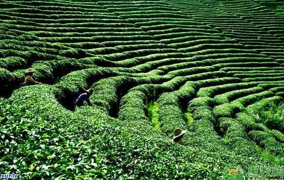 茶叶的经济价值，探讨茶叶的经济价值：从种植到消费的影响与潜力