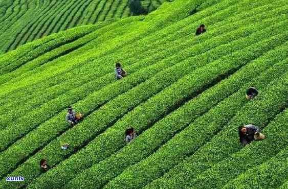 茶叶的经济价值，探讨茶叶的经济价值：从种植到消费的影响与潜力