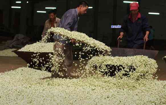 茶叶窨花是什么工艺-茶叶窨花是什么工艺做的