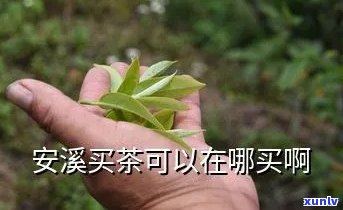 安溪哪里买茶叶便宜-安溪哪里买茶叶便宜又好