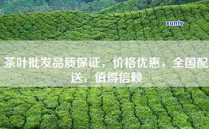 哪里批发茶叶更便宜？好茶批发价大揭秘！