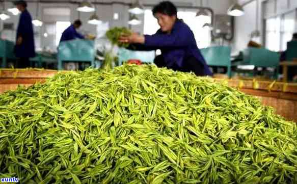 去哪里批发茶叶便宜，寻找更便宜的茶叶场？这份指南帮你找到选择！