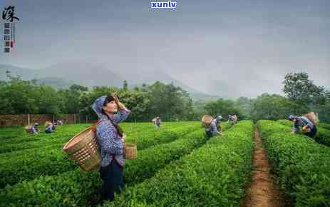 茶叶一般一天能喝多少次，一天可以喝几次茶叶？常饮茶叶的频率和建议