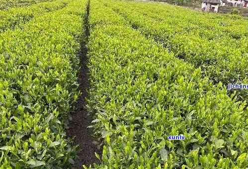 州买茶叶哪里便宜点，寻找性价比高的茶叶？来州！