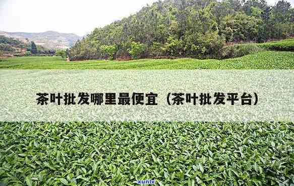 去哪里批发茶叶便宜点，寻找实的茶叶场？这份指南或能帮到你！