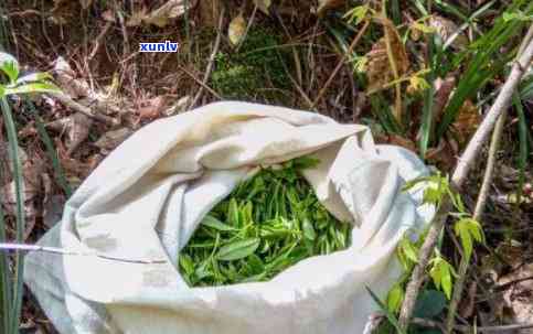 野茶叶能喝吗，野生茶叶，可以饮用吗？