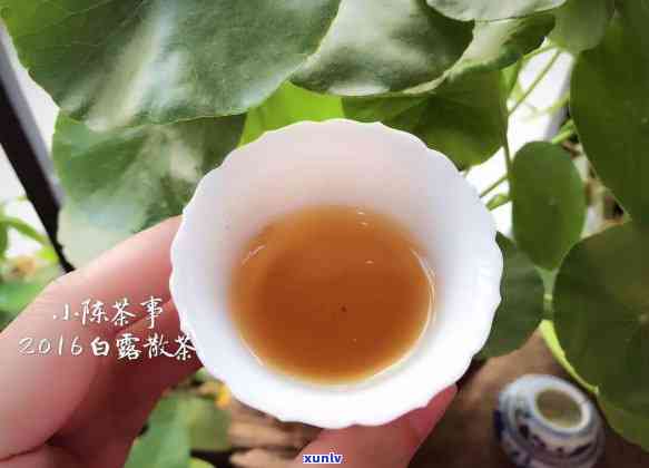 茶叶可以晒太阳吗，绿茶、红茶还是白茶？茶叶能否晒太阳？