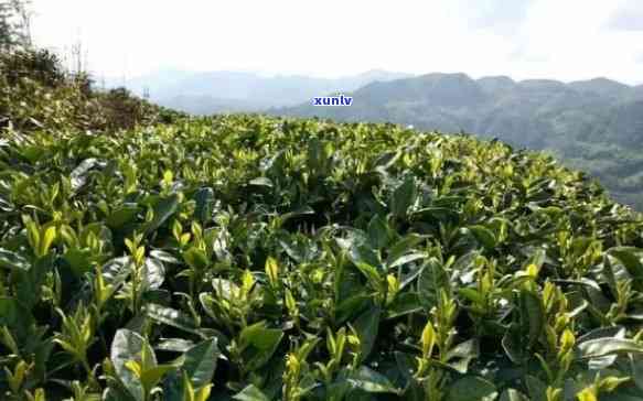 高青山茶场茶叶是什么品种，探寻高青山茶场的神秘茶叶品种