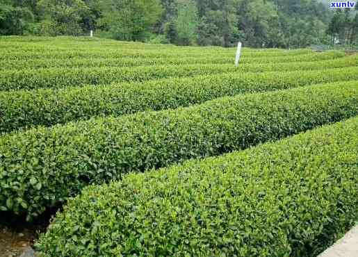 高青山茶场茶叶是什么品种，探寻高青山茶场的神秘茶叶品种