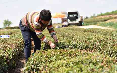 中国茶叶每年产量统计：详细数据解析