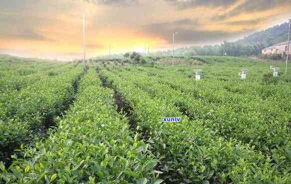 州钱龙茶叶怎么样-州钱龙茶叶