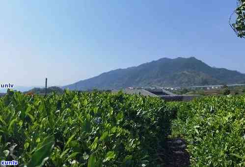 浙江松阳茶厂有哪些，探寻浙江松阳茶厂：一览茶叶生产全过程！