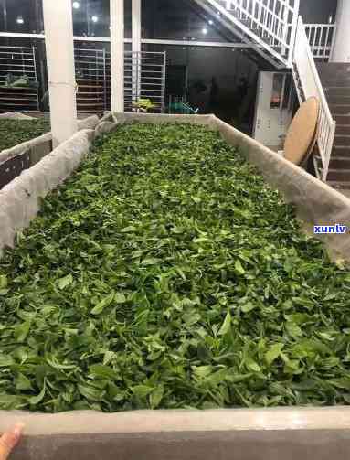 一站式选购好茶！东莞东城茶叶场，品质保障，品种齐全