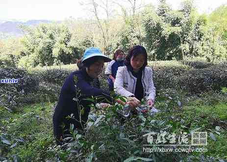 东城茶叶市场怎么样-东城茶叶市场怎么样啊