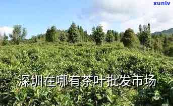 深圳哪里卖茶叶的地方最多？