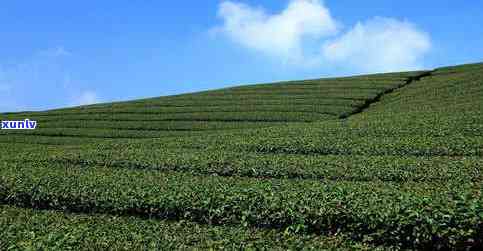 哪个产茶叶最多-哪个产茶叶最多的地方