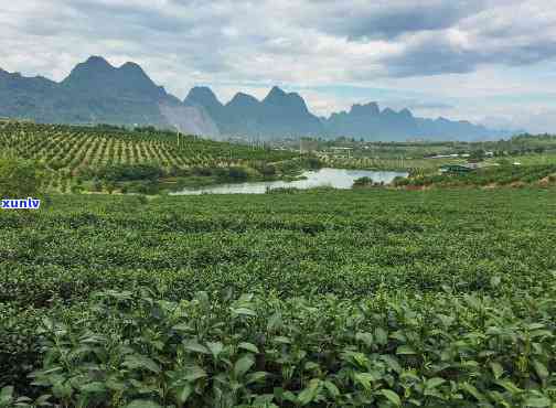 英德茶叶基地，打造绿色生态茶园，英德茶叶基地引领产业发展