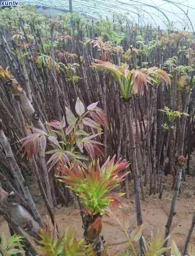 求问：香椿芽场在哪里？希望知道具 *** 置和进货信息。