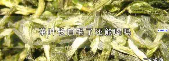 茶叶泡着后毛特别多-茶叶泡着后毛特别多怎么回事