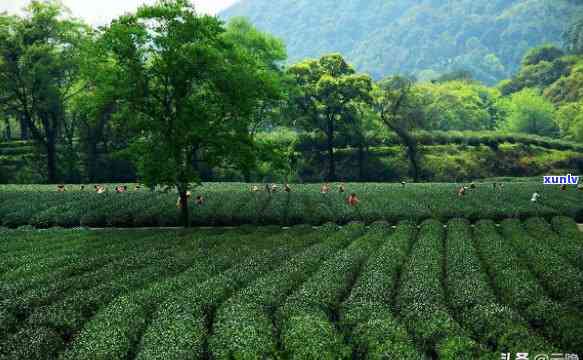 中国哪个省茶叶最出名？探讨各地茶文化与知名