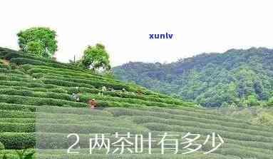 两斤茶叶有多少图片-两斤茶叶有多少,图片