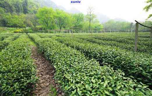 仙居茶叶基地在哪儿-仙居茶叶基地在哪儿啊