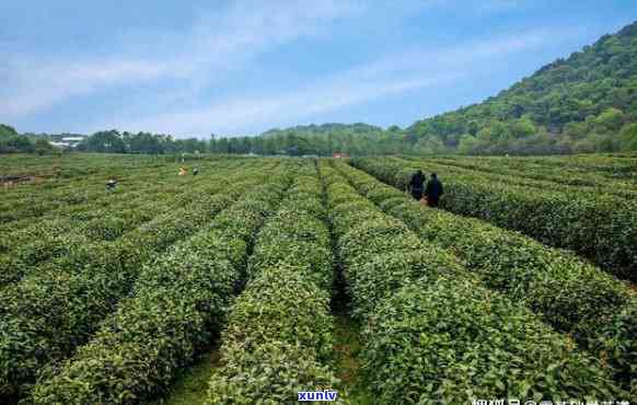 襄阳茶叶，探索中国茶文化的瑰宝：襄阳茶叶的传奇故事