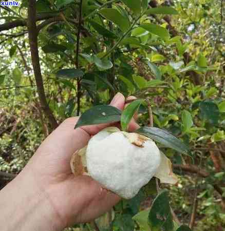 口感带甜味的茶叶，甜蜜滋味：口感带有甜味的茶叶推荐